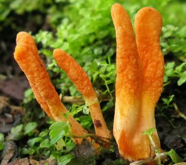    Cordyceps militaris